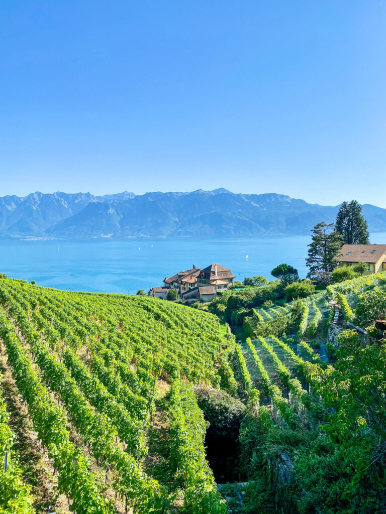 Blick vom Weinanbaugebiet Lavaux auf den Genfer See