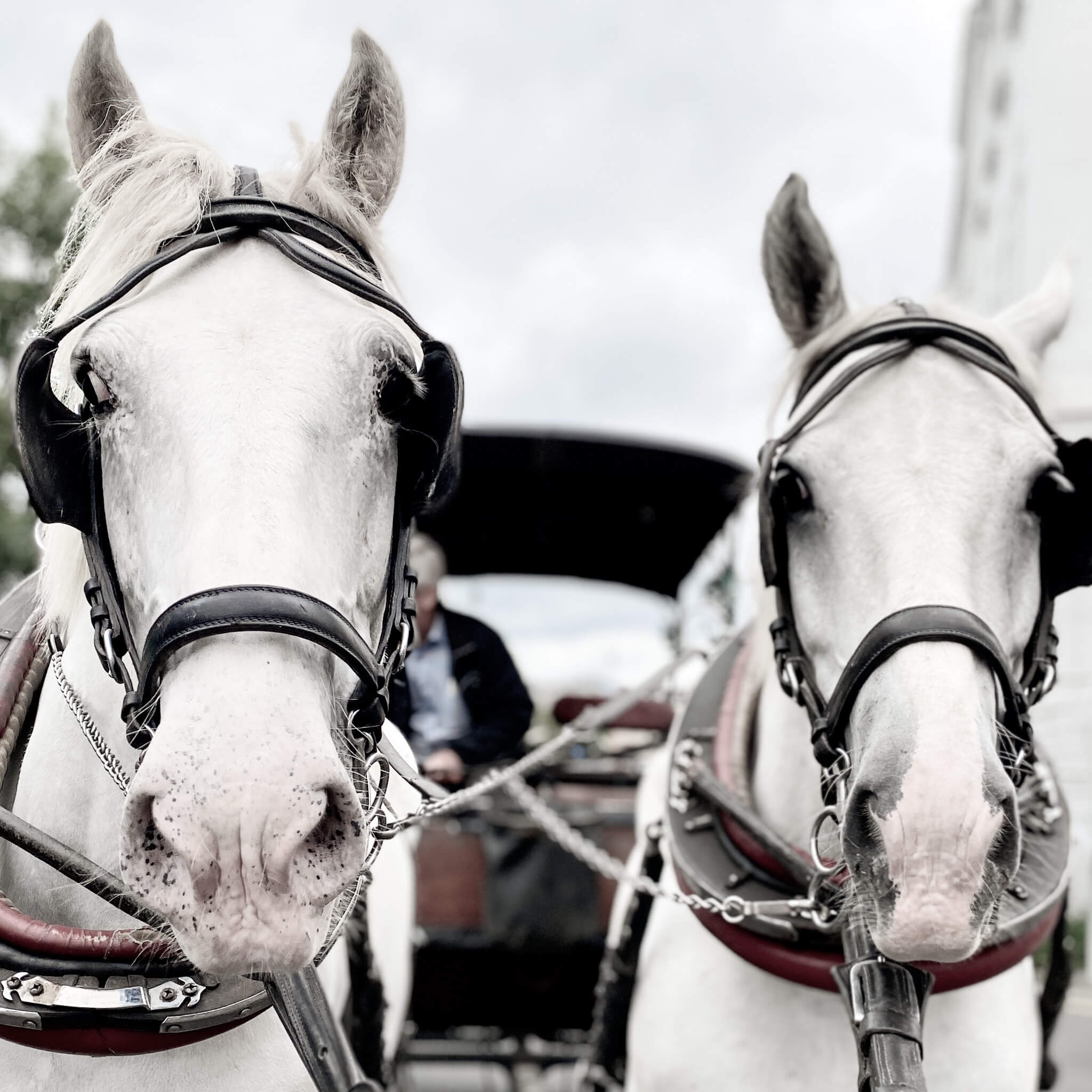 Karlsbad, Tschechien, Westböhmisches Bäderdreieck: Pferdekutsche mit zwei Schimmeln