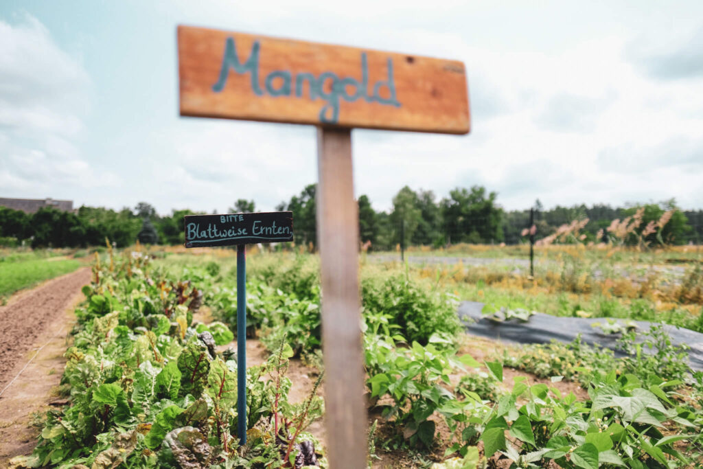 Biohof Kepos, Feld mit Schildern:  Mangold bitte blattweise ernten