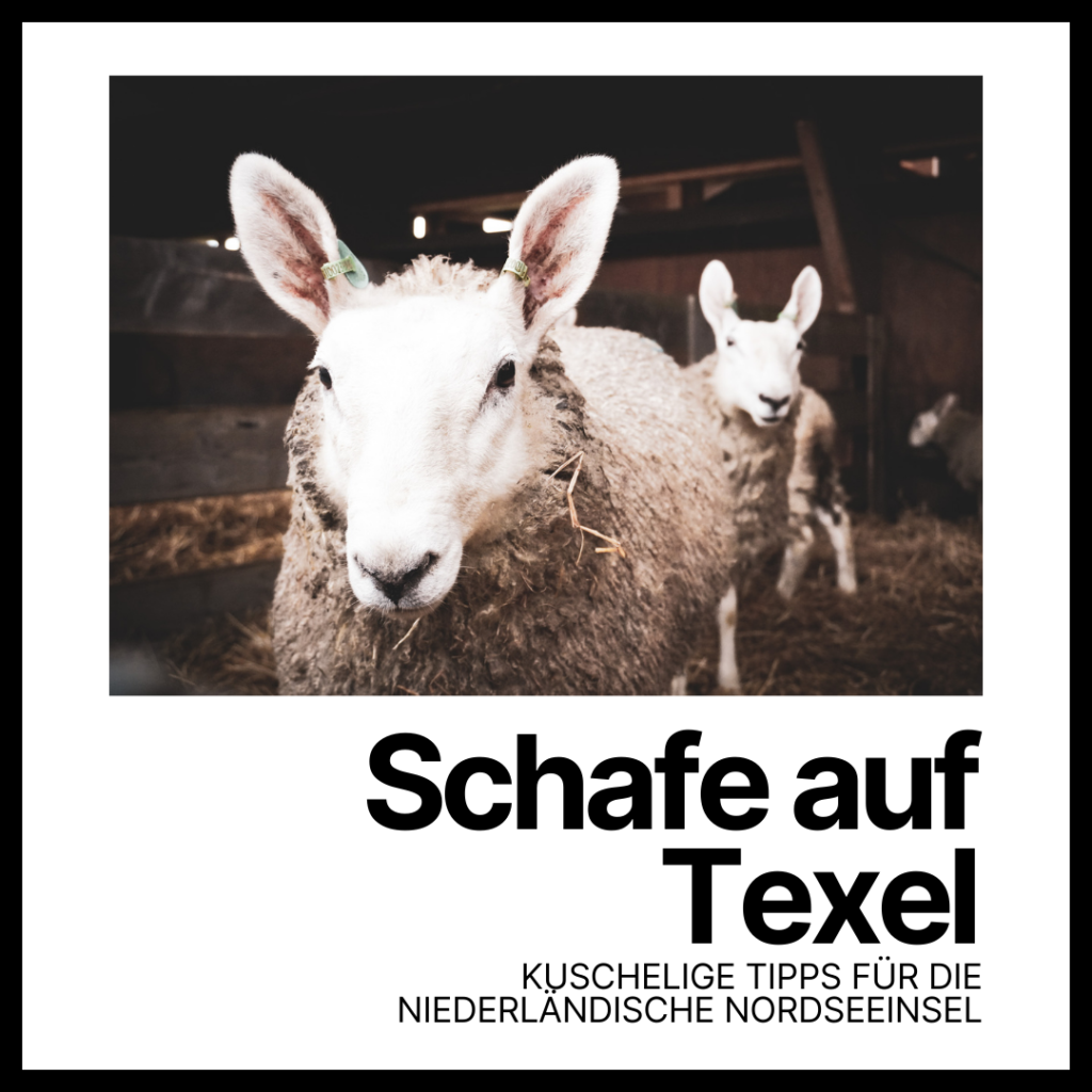 Schafe auf Texel
