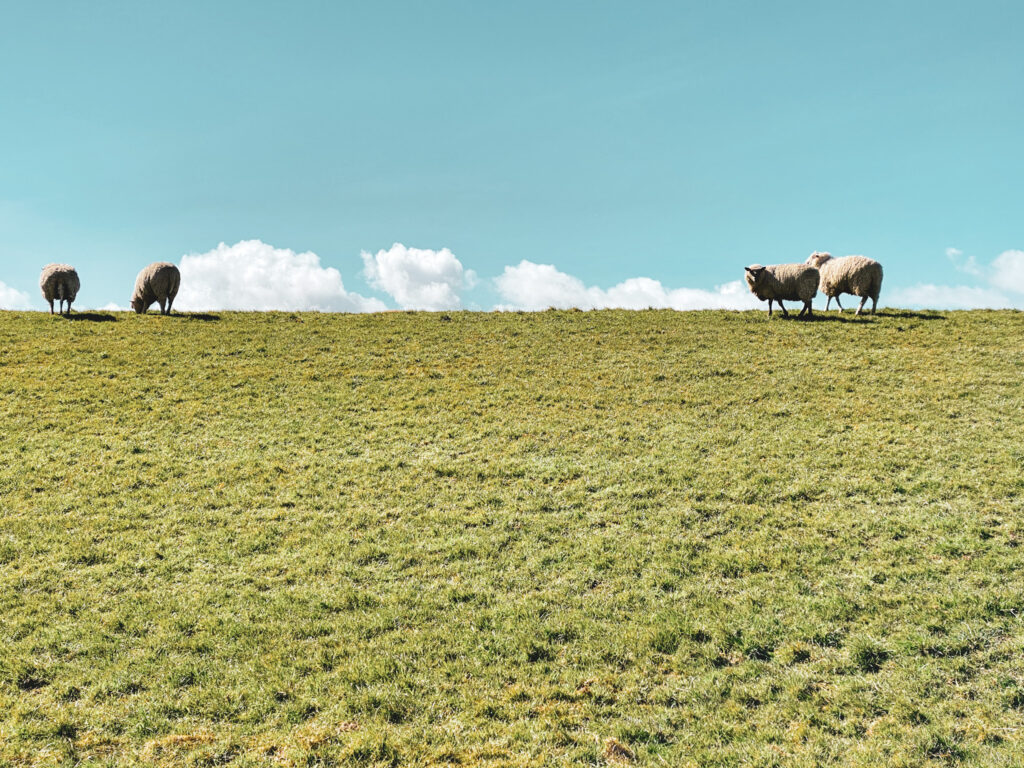 Schafe auf dem Deich am Nordseeküstenradweg
