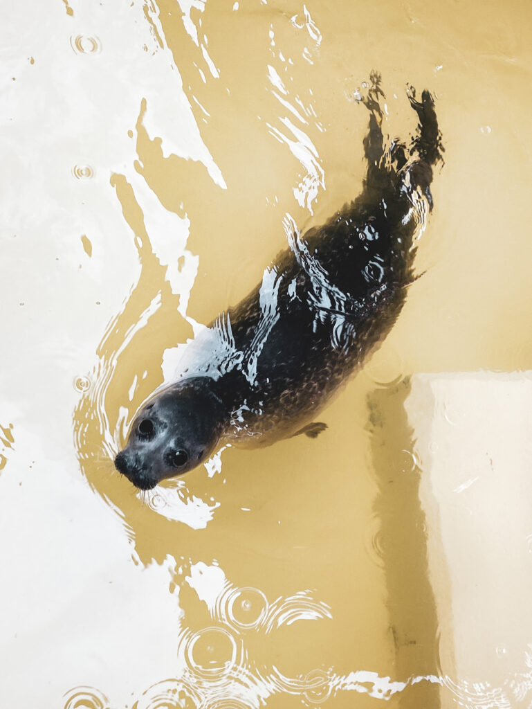 Seehund im Becken in der Seehundestation Norden-Norddeich