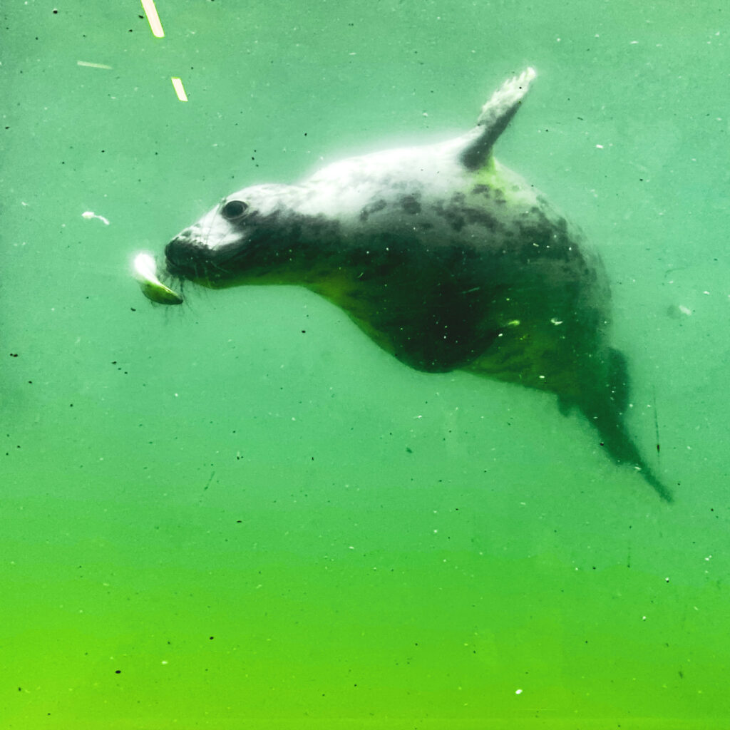 Seehund unter Wasser hinter Glasscheibe in der Seehundstation Norden-Norddeich