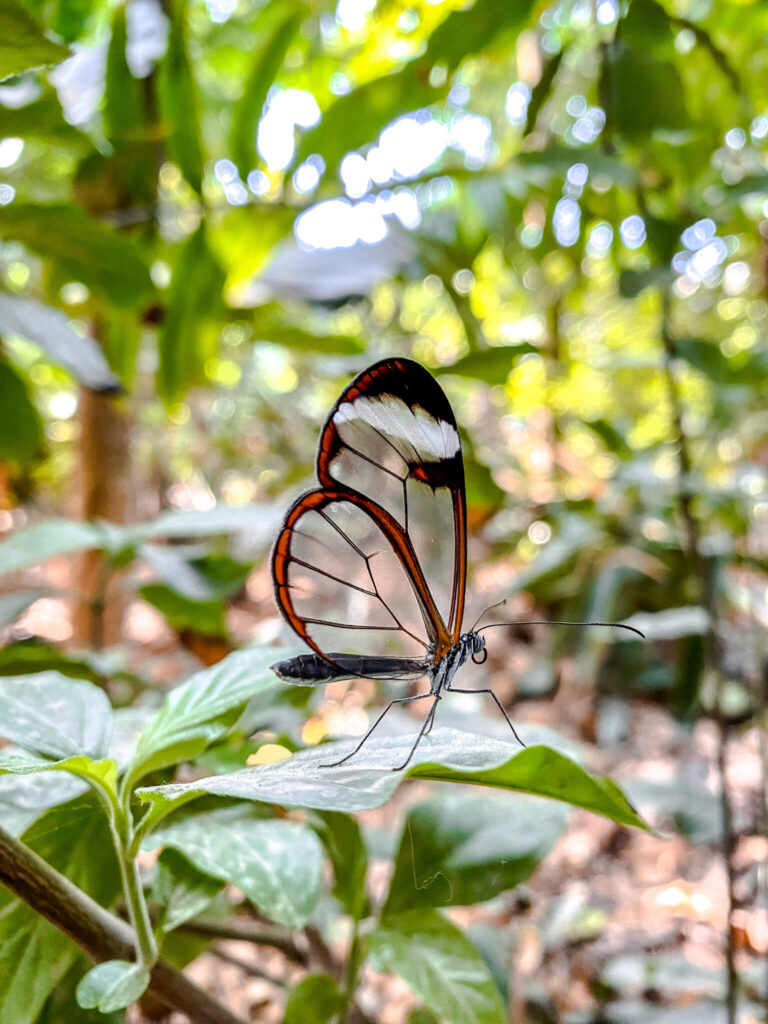Schmetterling mit durchsichtigen Flügeln