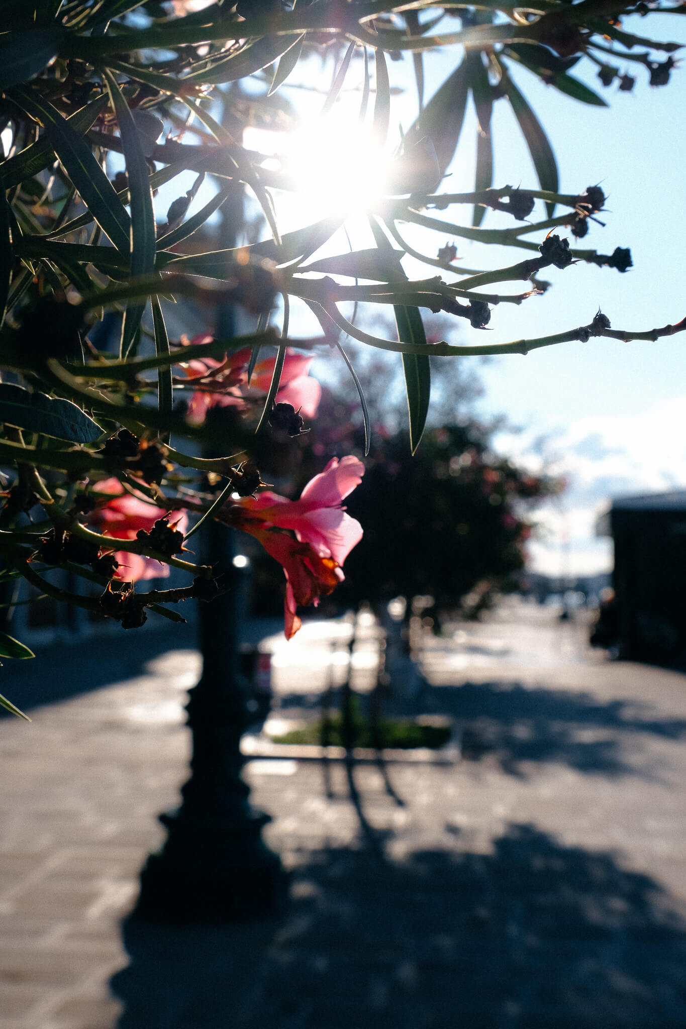 Blüten im Gegenlicht auf der Zattere