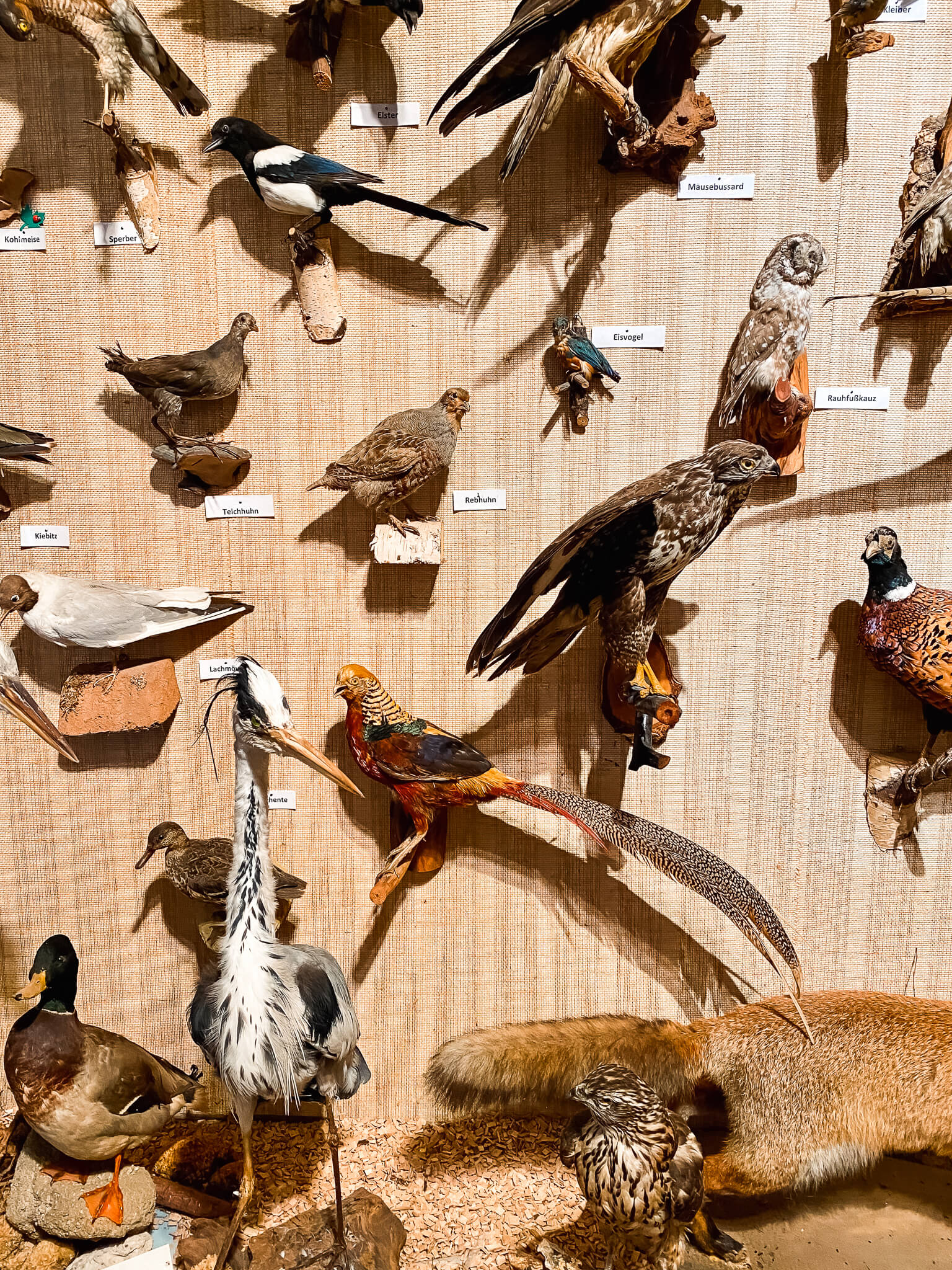 Vögel im Waldnaabtal-Museum