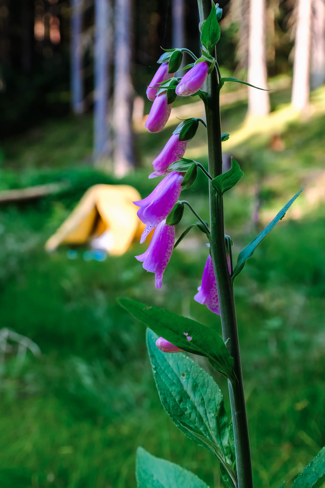 Zeitelfleck Trekkingplatz im Waldnaabtal