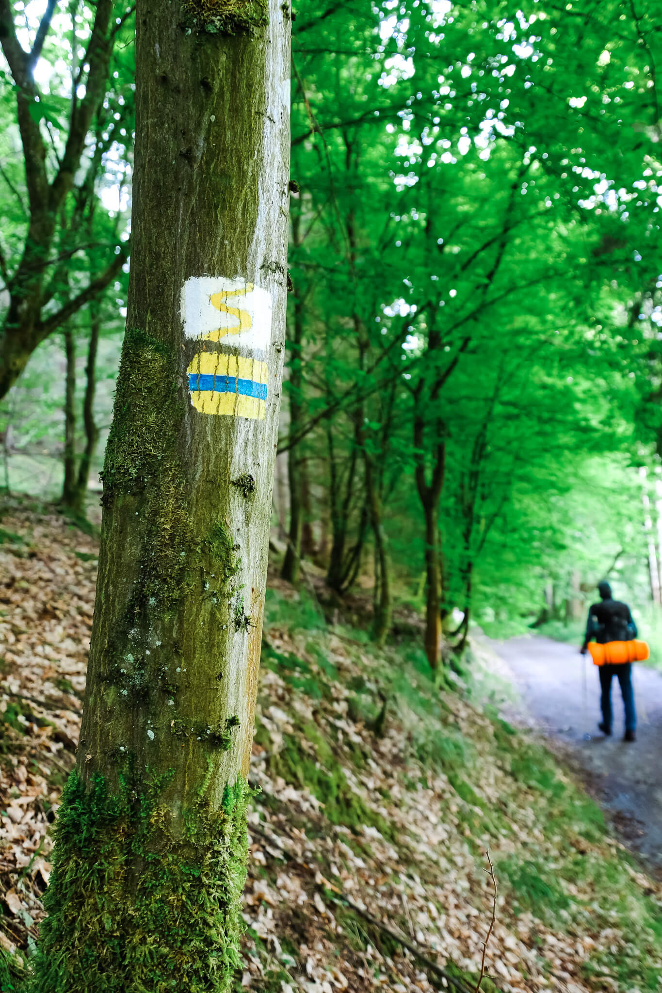 Goldsteig Wandermarkierung am Baum
