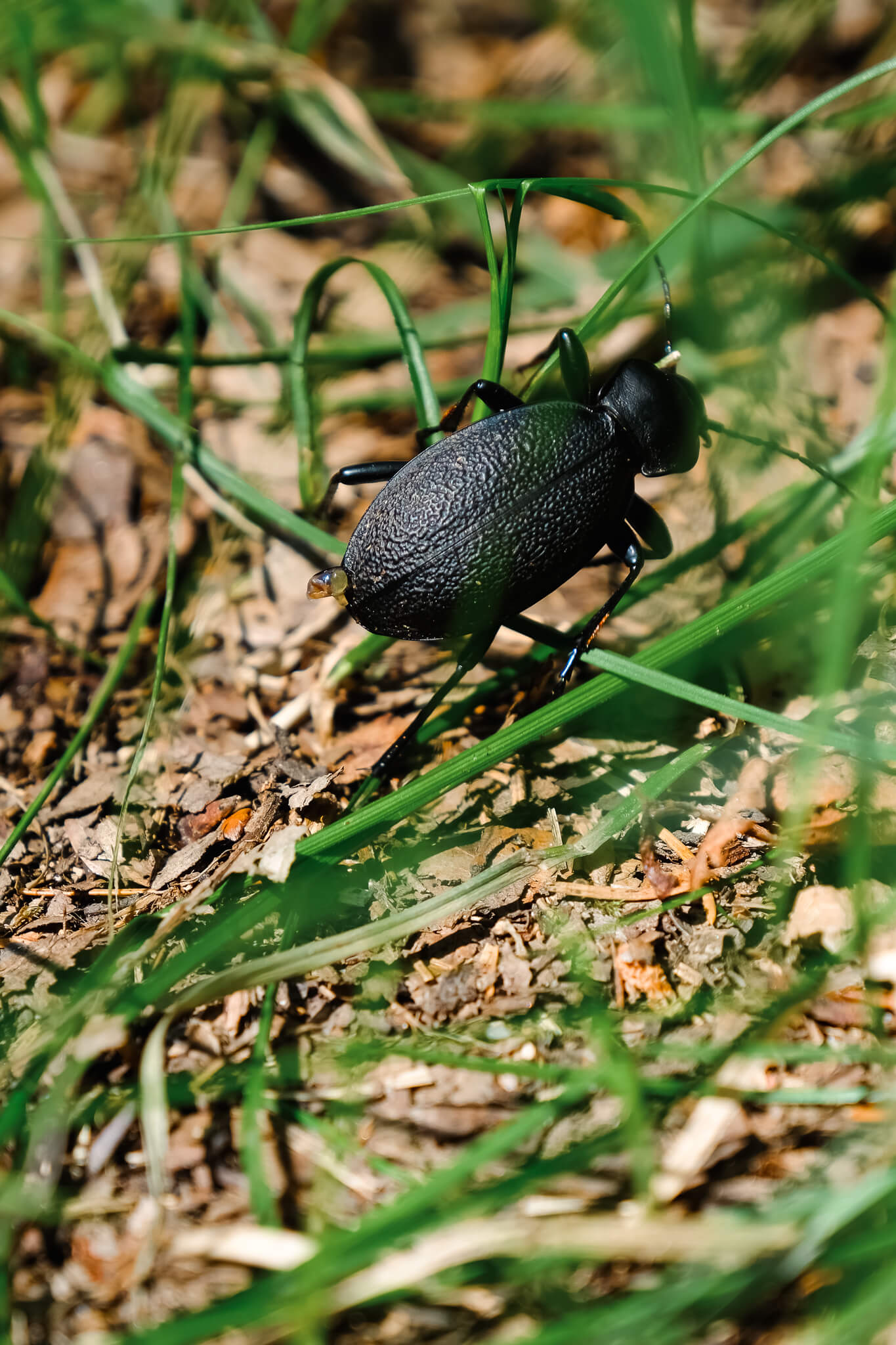 Käfer