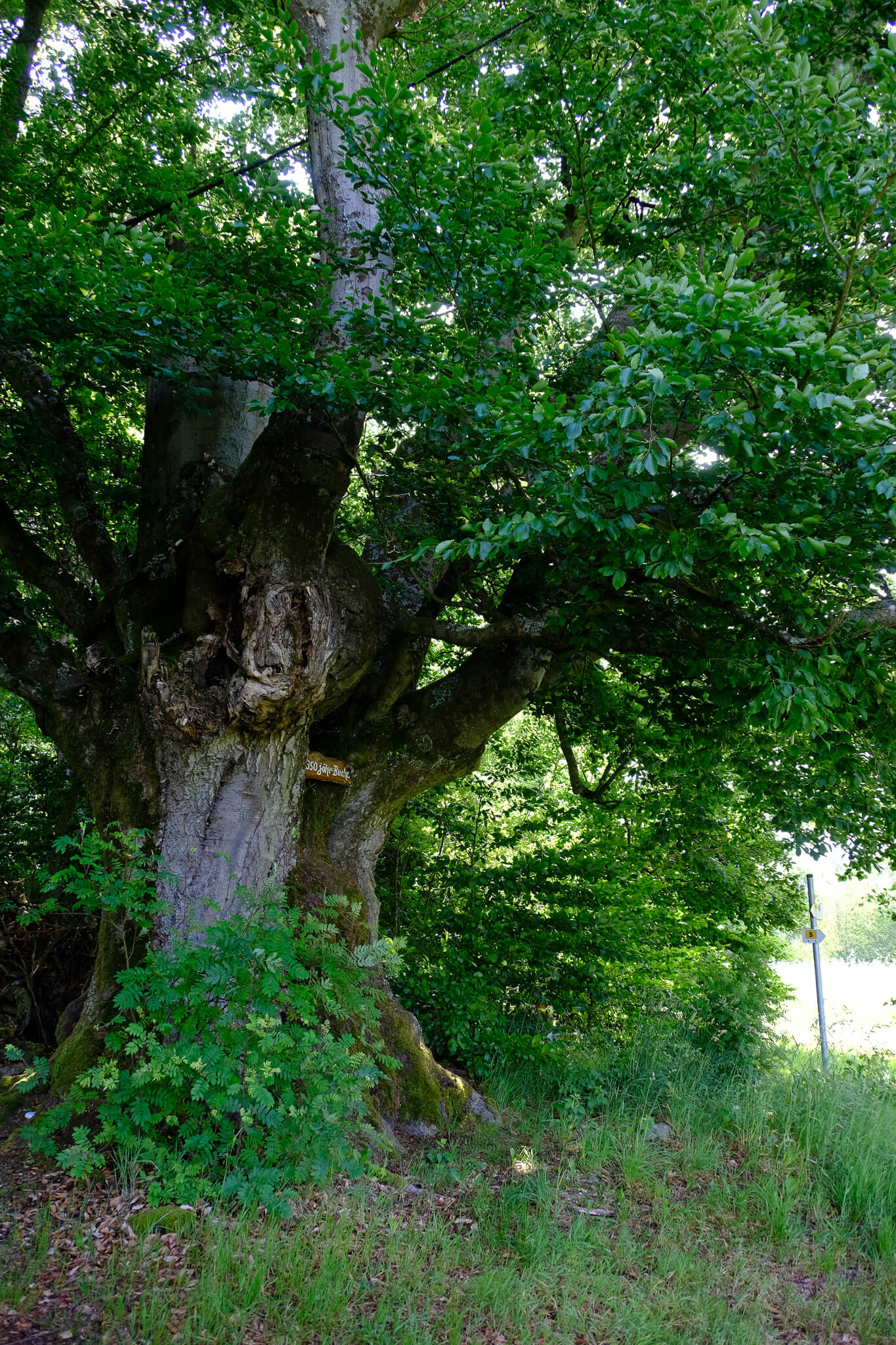 alte Buche am Wegesrand