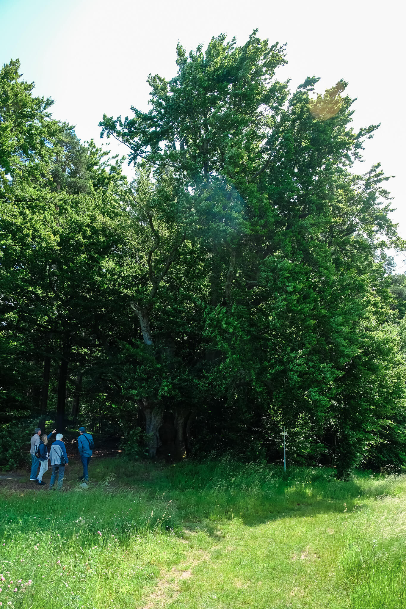 Wandergruppe neben der 350-jährigen Buche in Friedenfels