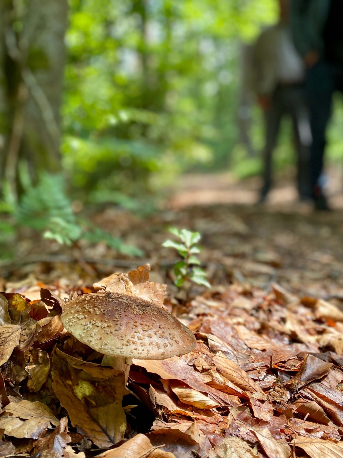 Pilz am Wegrand des Goldsteigs