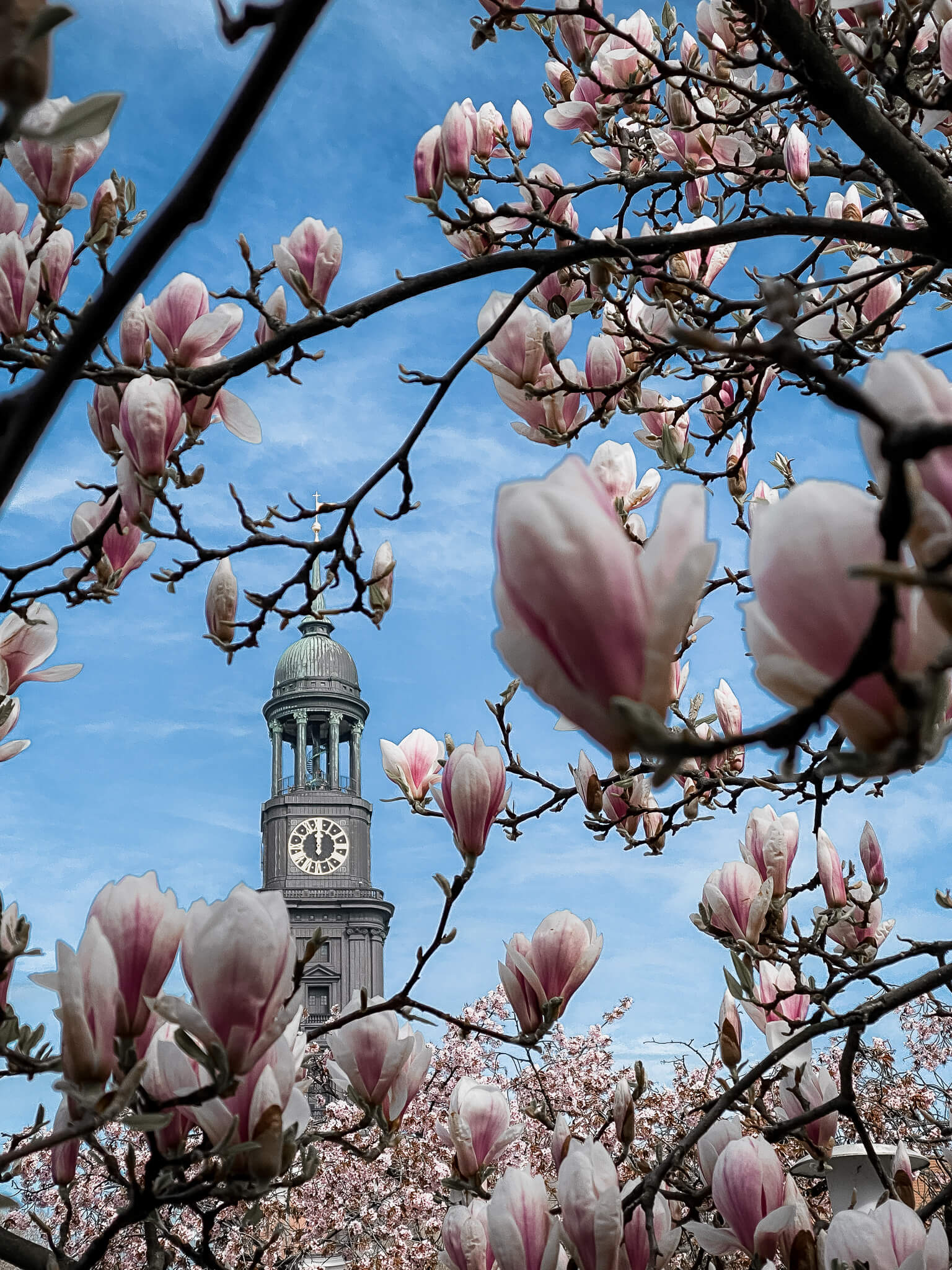 Der Turm der Hamburger St. Michaeliskirche, auch Michel genannt, umringt von Magnolienblüten