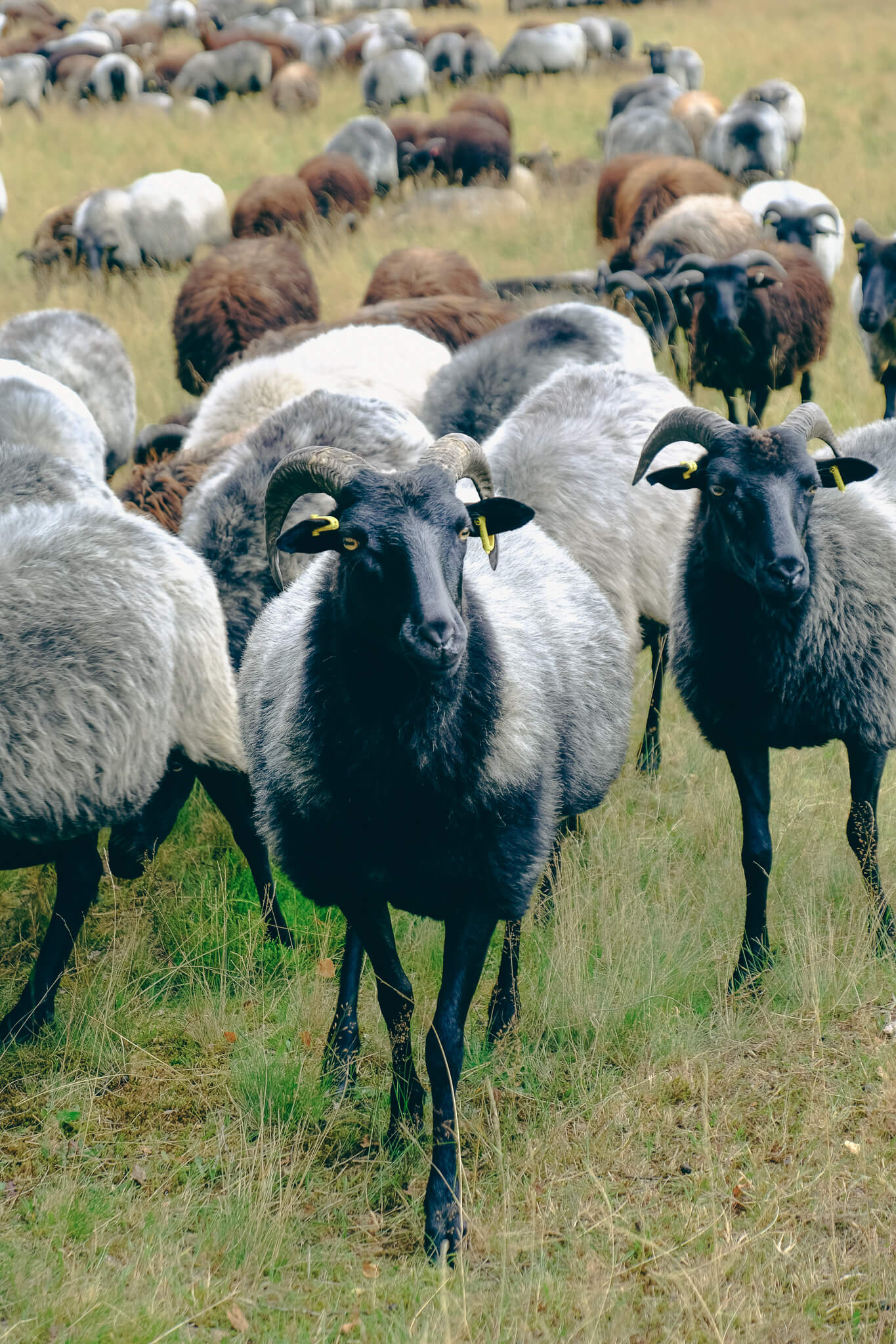 Heidschnucken in der Lüneburger Heide