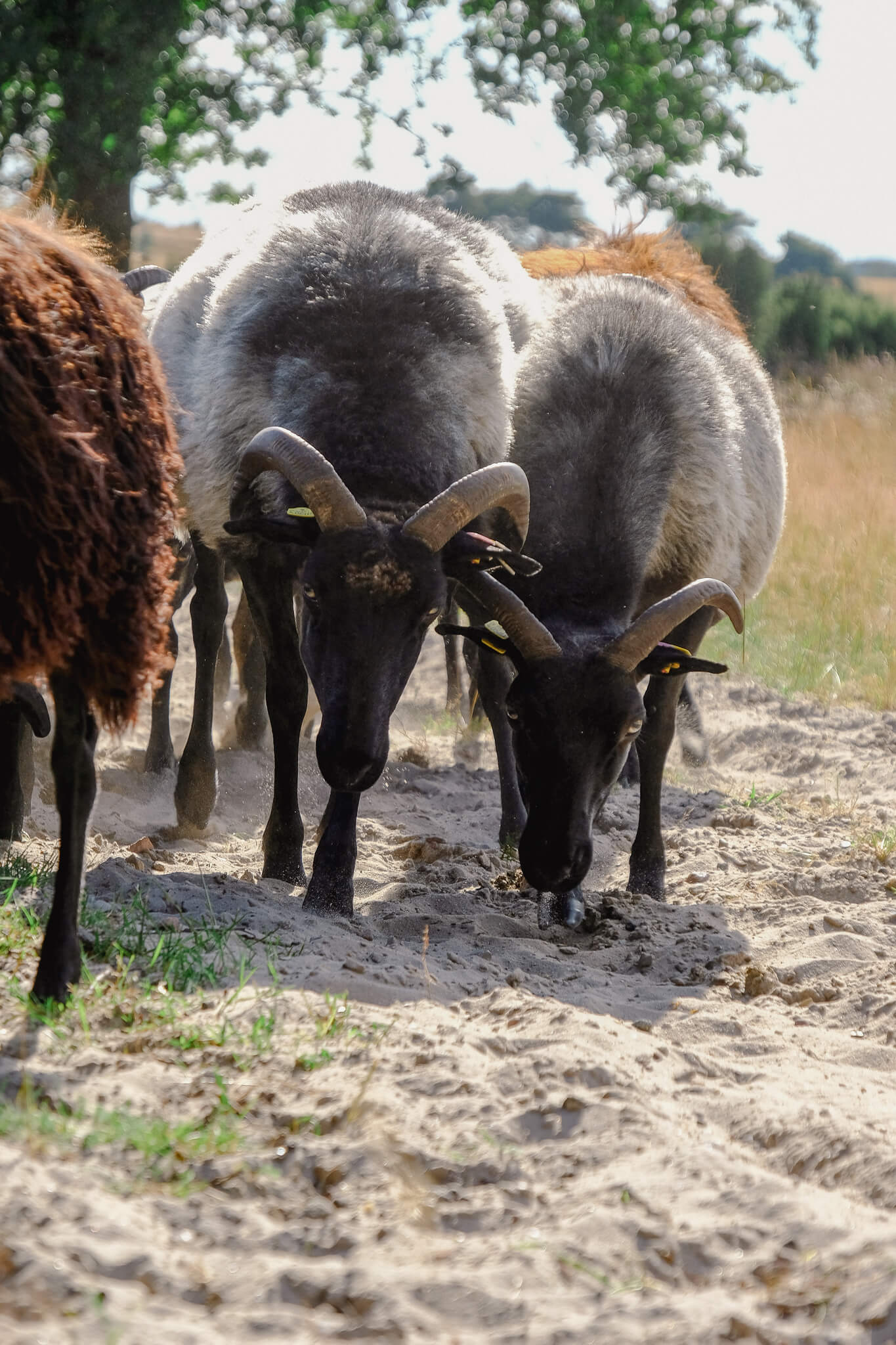Heidschnucken in der Lüneburger Heide
