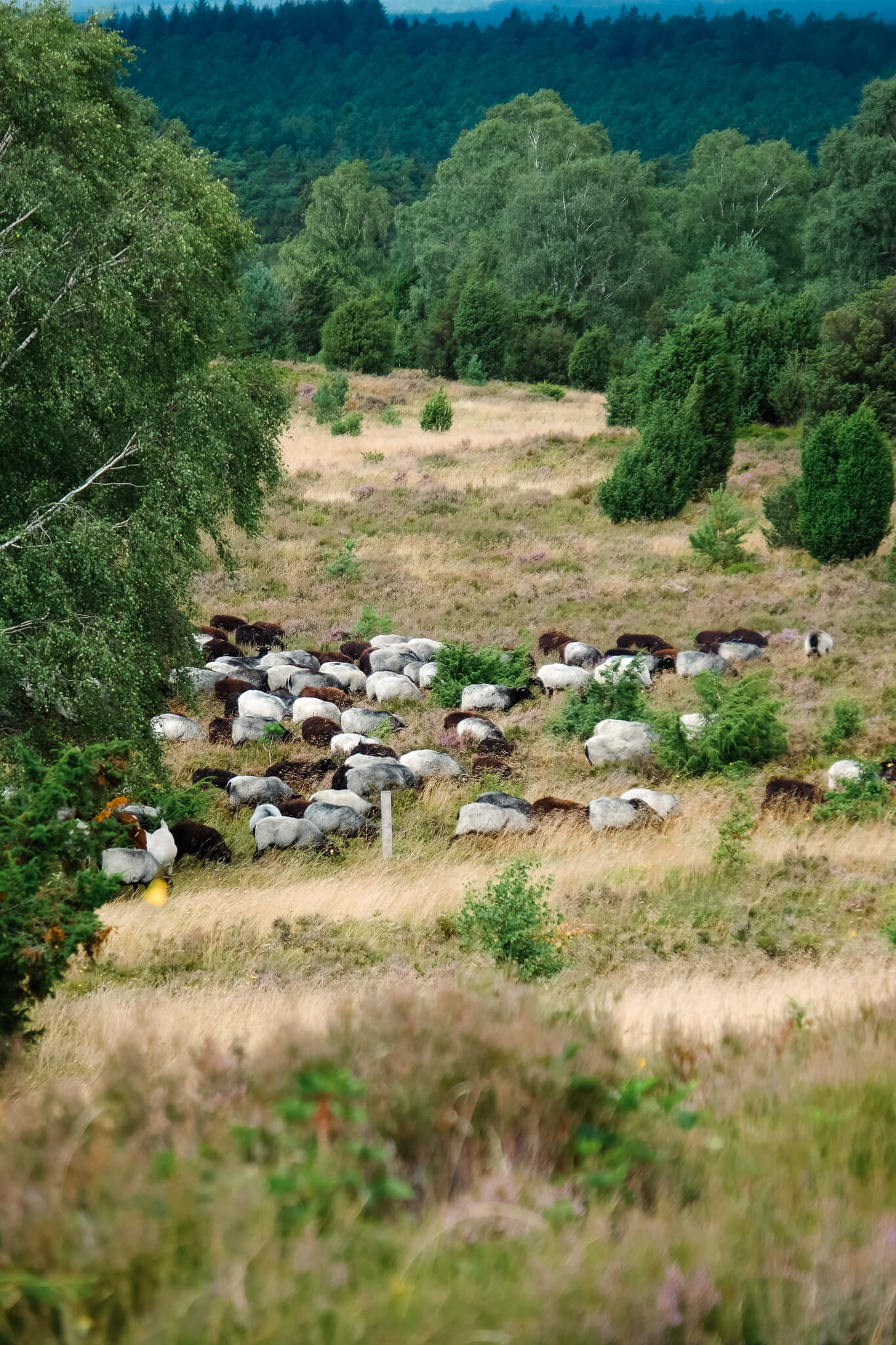 Blick vom Wildseder Berg auf eine Heidschnuckenherde