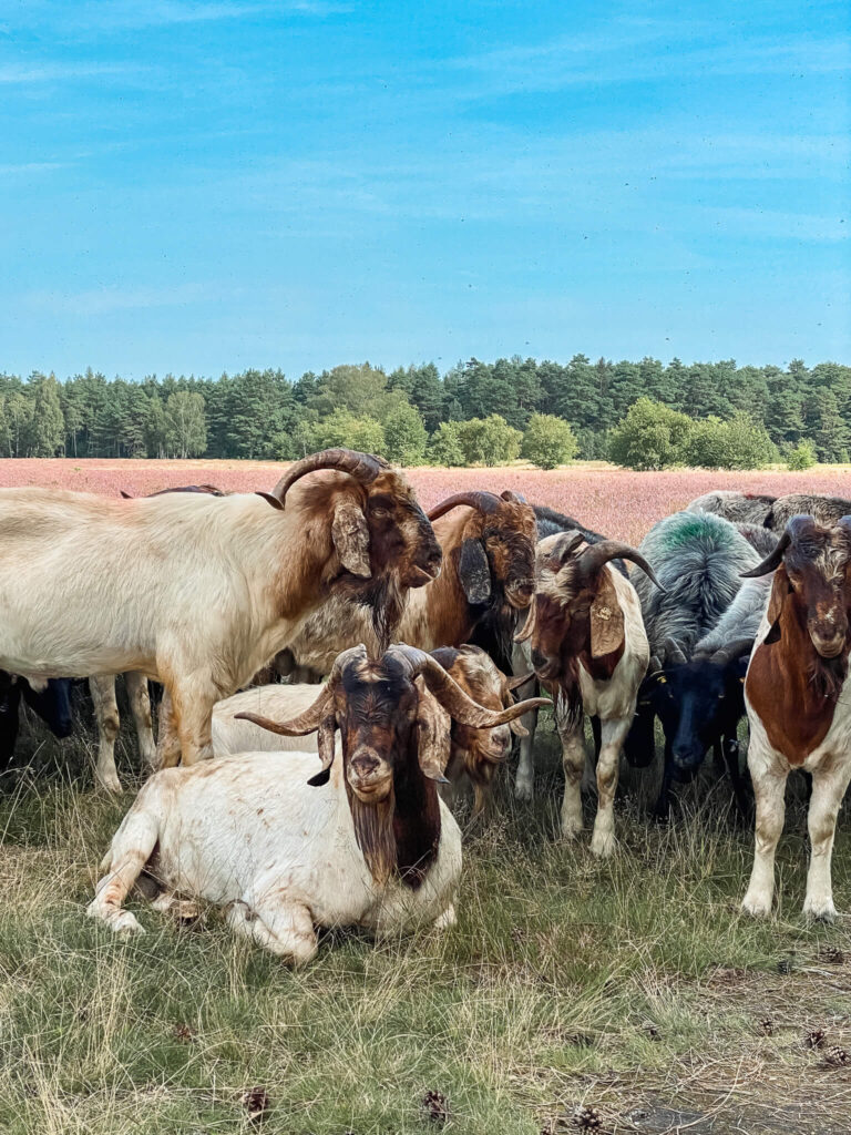 Ziegen unterstützen die Heidschnucken in der Lüneburger Heide