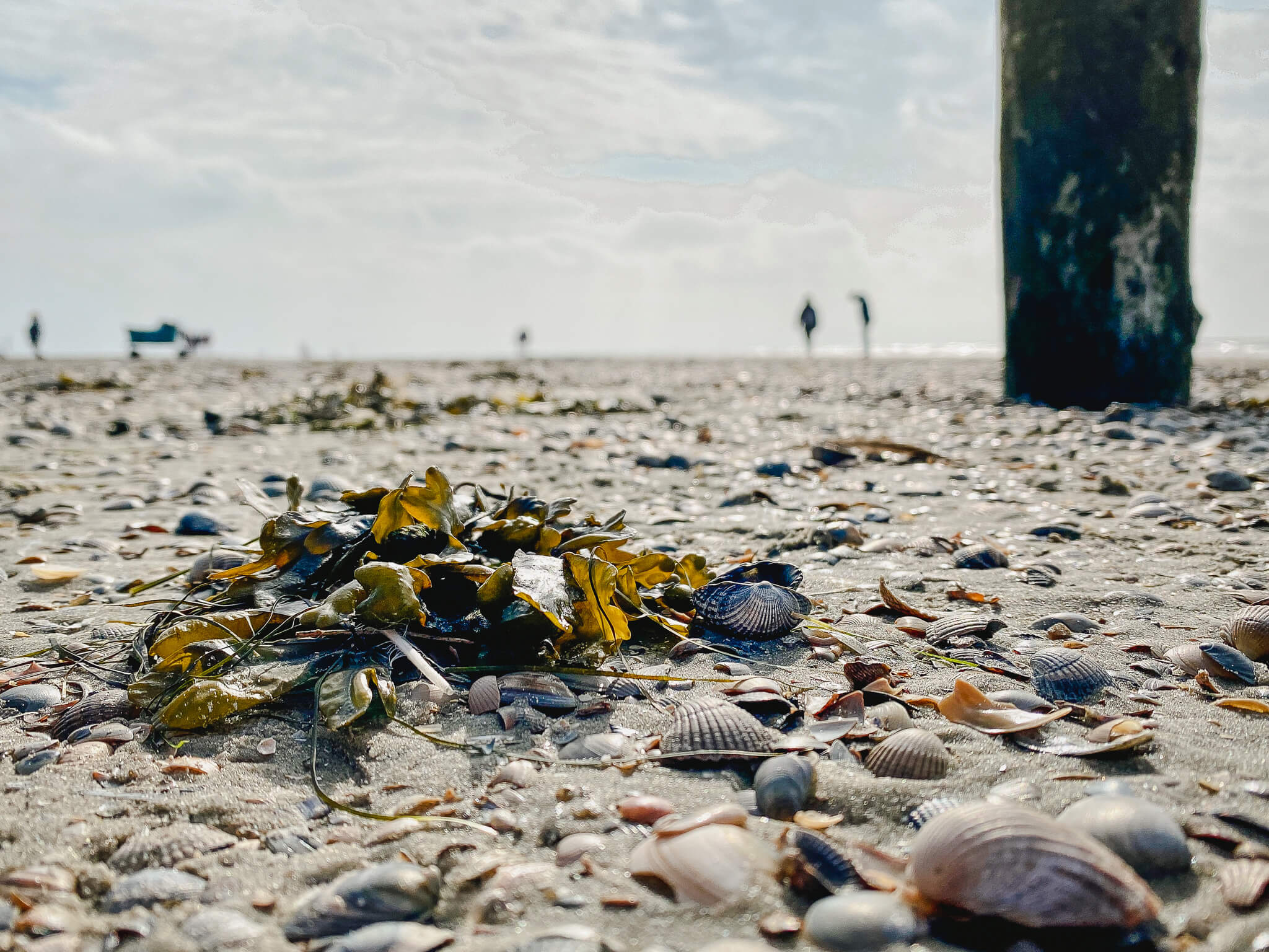 Tang im Watt von Norderney