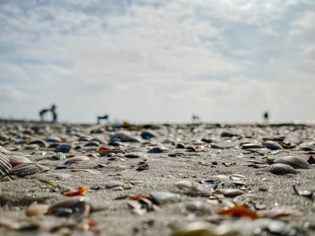 Watt mit Muscheln